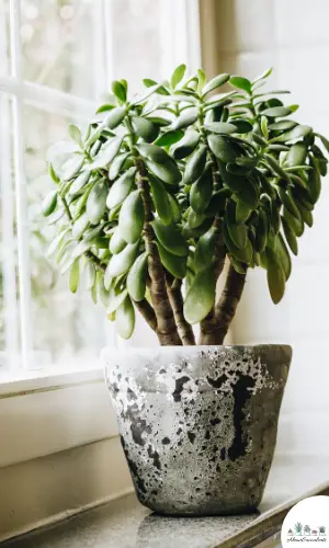 Crassula Ovata in einem Topf