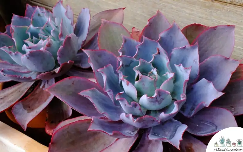 Culture et entretien de l'Echeveria Afterglow