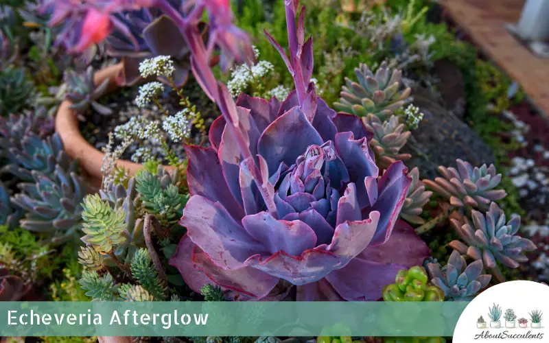 Echeveria Afterglow