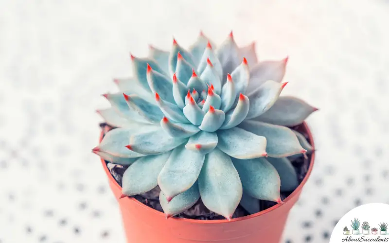 Echeveria Agavoides succulent in a pot