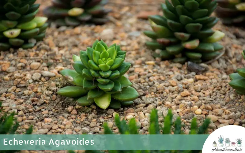 Plantas suculentas Echeveria Agavoides