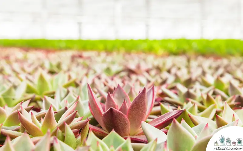 Echeveria Agavoides succulents