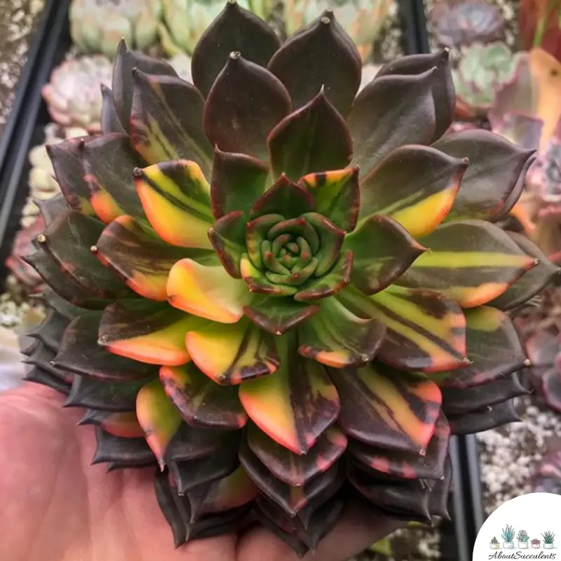 Echeveria Black Prince wachsen