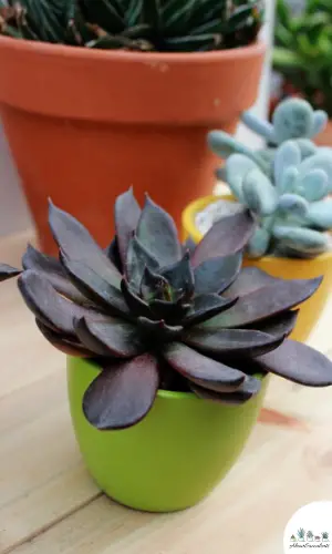 Echeveria Black Prince Topf