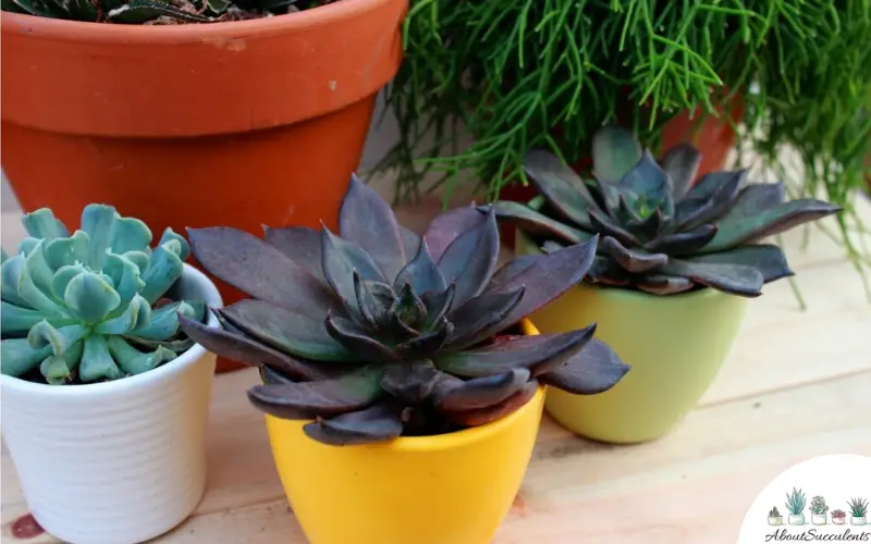 Echeveria Black Prince succulent plants