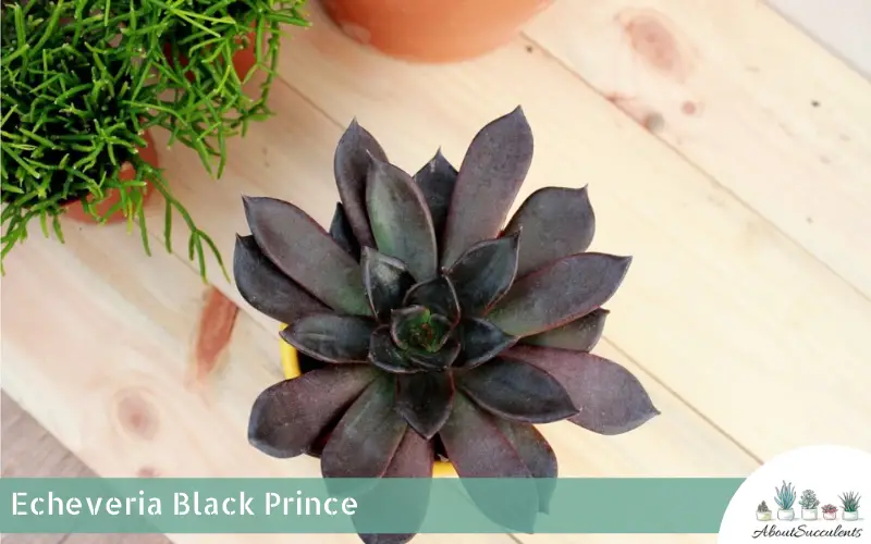 Echeveria Príncipe Negro