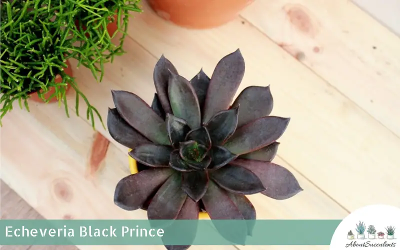 Echeveria Black Prince