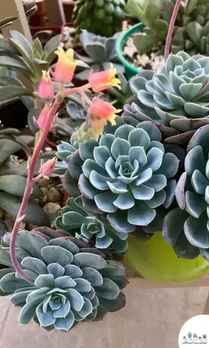 Piante di Echeveria Elegans