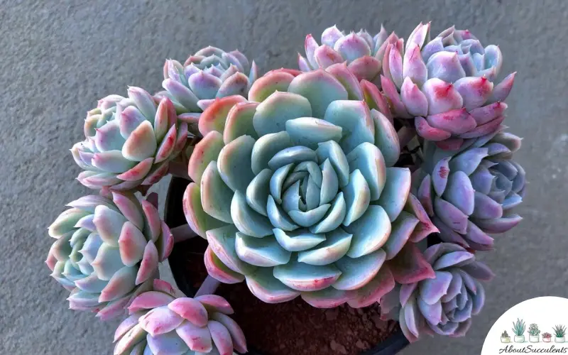 Planta suculenta Echeveria Elegans