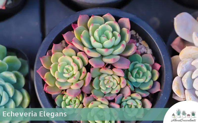 Echeveria Elegans succulenta