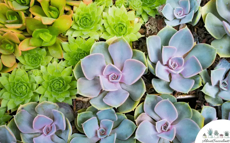 Colores de Echeveria Imbricata