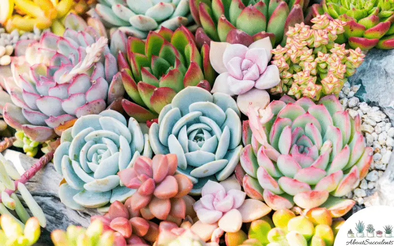 Echeveria Imbricata diferentes colores