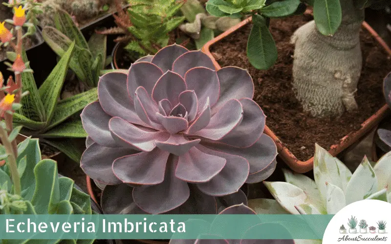 Echeveria Imbricata Sukkulente Pflanze