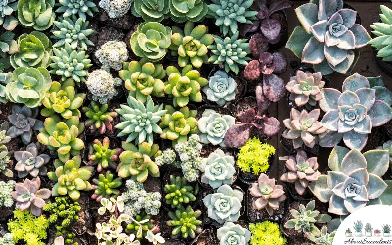 Tipi di Echeveria Imbricata