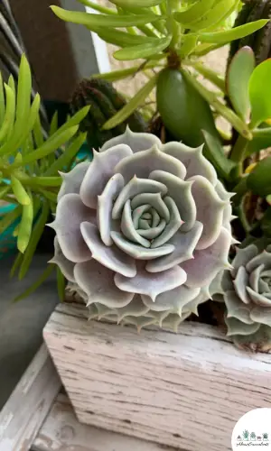 Echeveria Lola care and grow