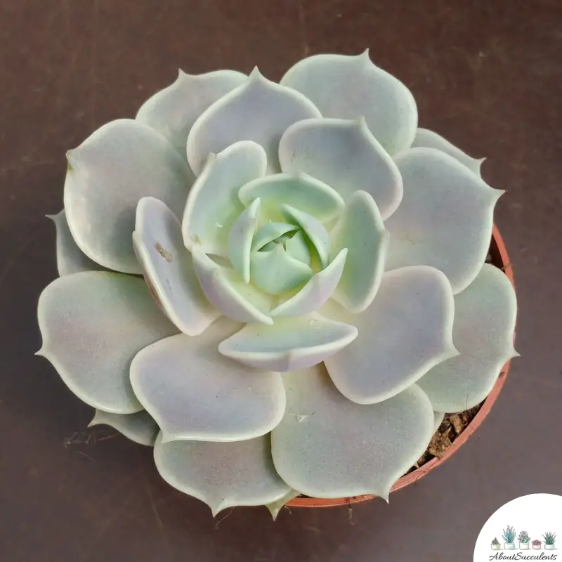 Echeveria Lola grow