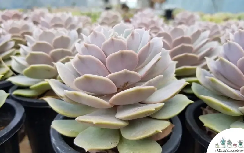 Echeveria Lola succulenta