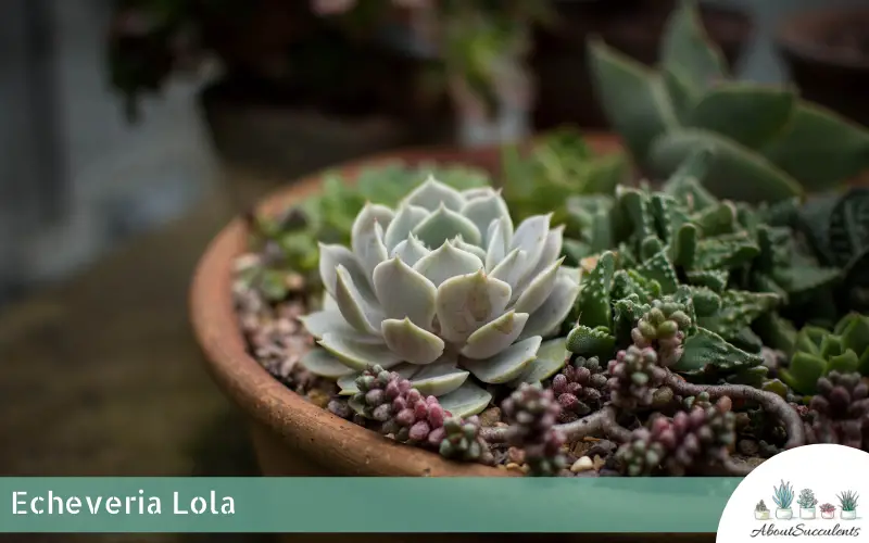 Echeveria Lola