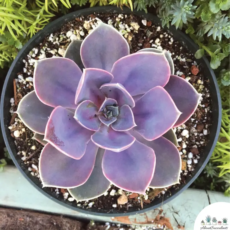 Echeveria Perle von Numberg Blume