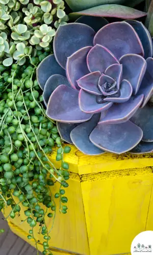 Echeveria Perle von Numberg maceta amarilla