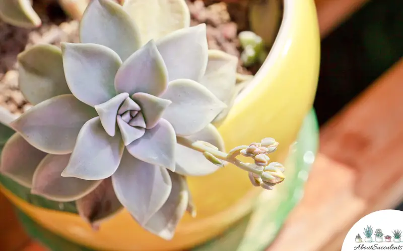 Graptopetalum Paraguayense - ghost plant