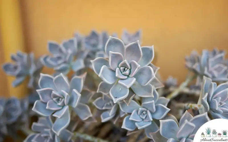 Graptopetalum Paraguayense wachsen und pflegen