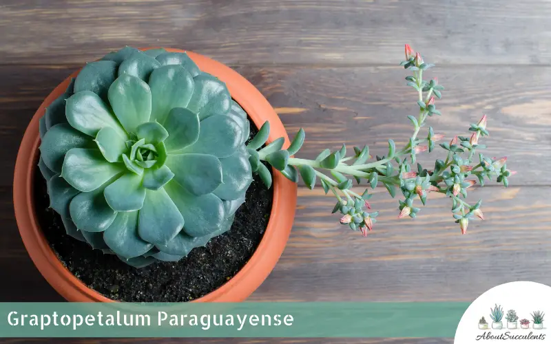 Graptopetalum Paraguayense planta suculenta