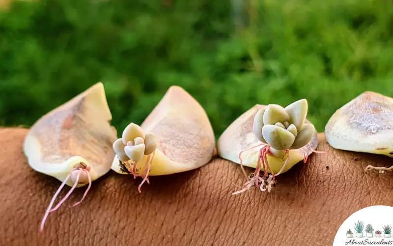 Propagación de Graptopetalum Paraguayense