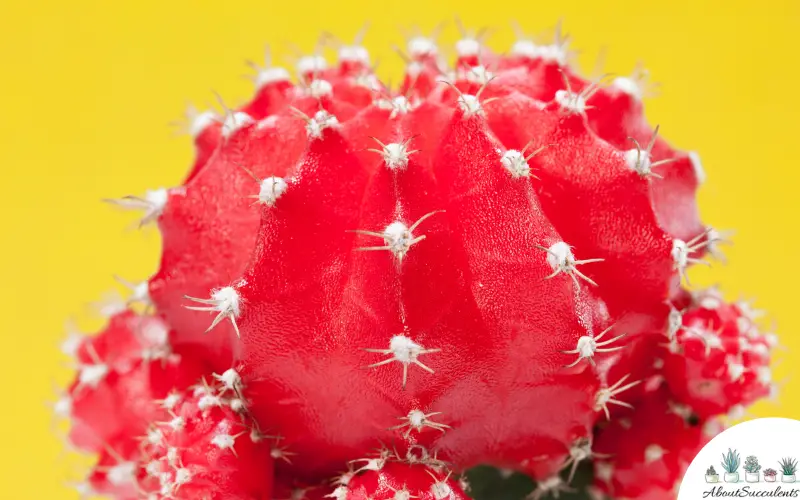 Fiore di Gymnocalycium Mihanovichii