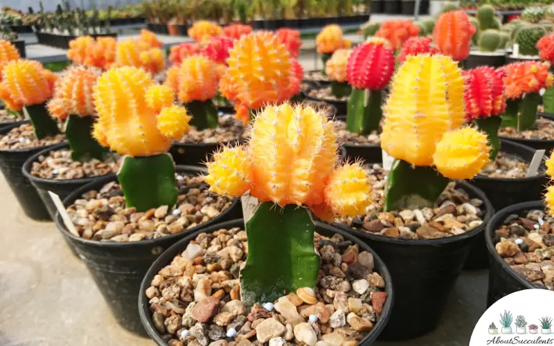 Gymnocalycium Mihanovichii soins succulents