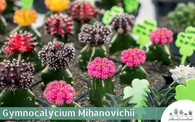 Gymnocalycium Mihanovichii succulent plant