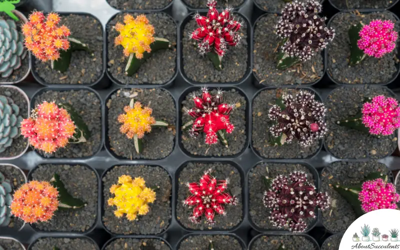 Gymnocalycium Mihanovichii sukkulent