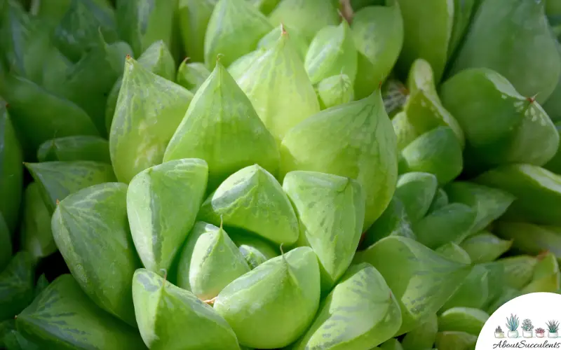 Haworthia Retusa plant