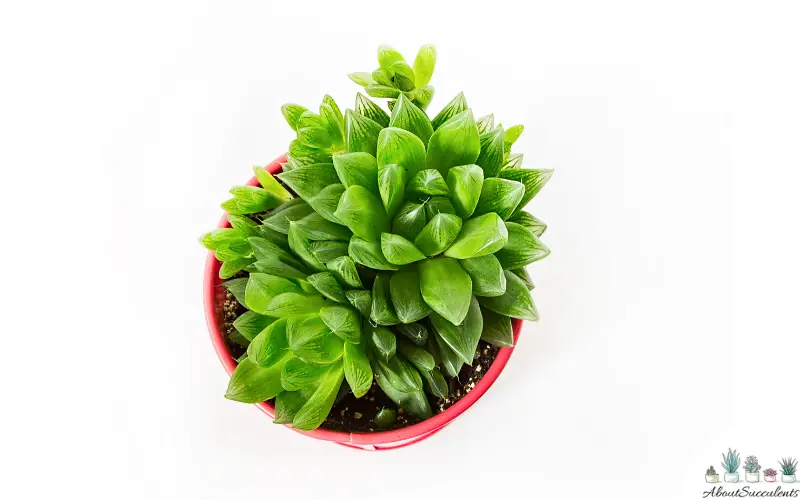 Planta suculenta Haworthia Retusa