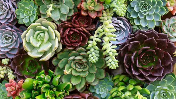 Comment Planter Des Succulentes En Pleine Terre Comment planter des succulentes