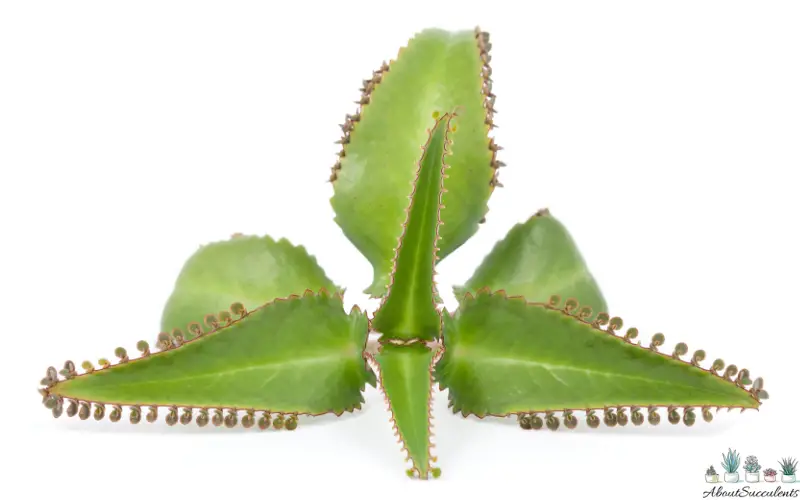 Kalanchoe Daigremontiana crecimiento y cuidado