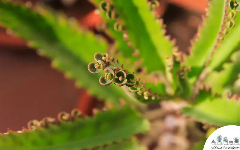 Kalanchoe Daigremontiana crecer