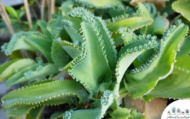 Kalanchoe Daigremontiana plante