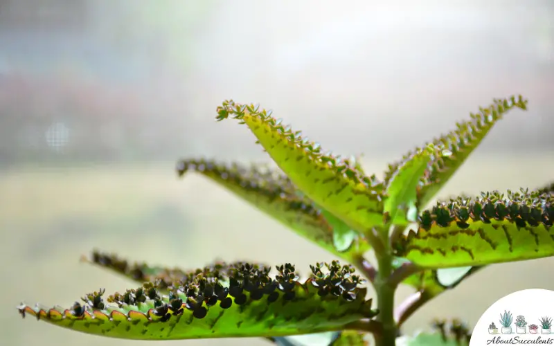 Cuidado de la suculenta Kalanchoe Daigremontiana