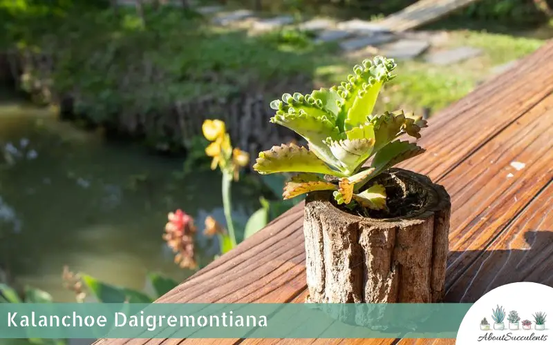 Plantas suculentas Kalanchoe Daigremontiana