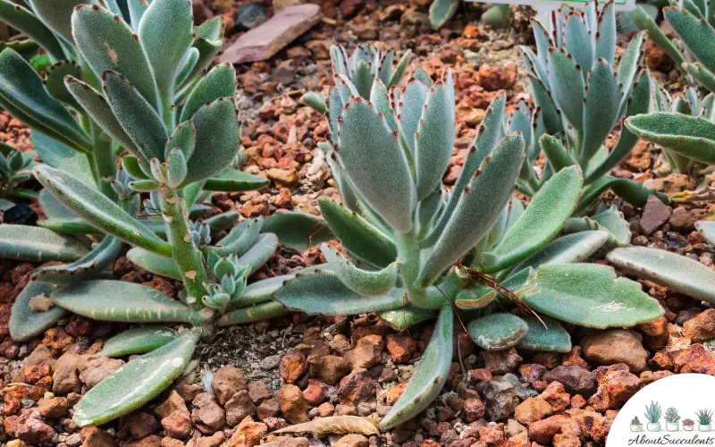 Kalanchoe Tomentosa Pflege