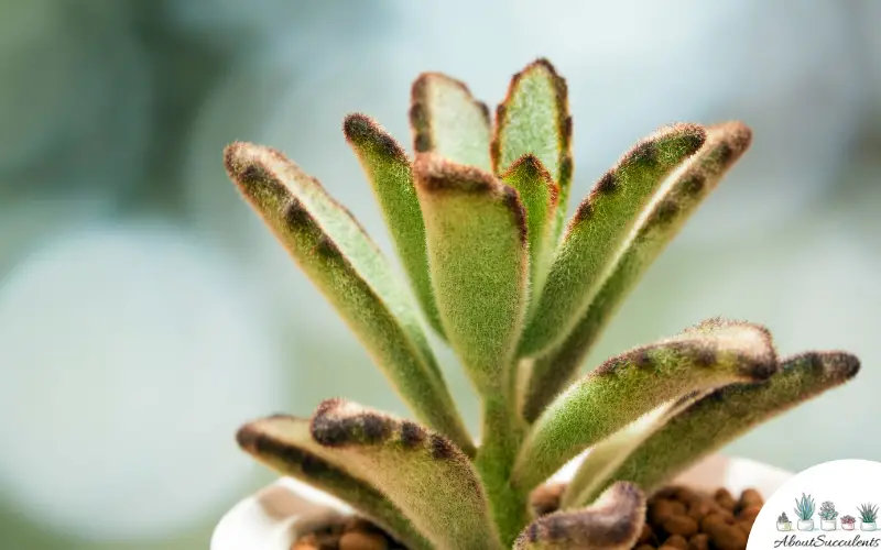 Planta Kalanchoe Tomentosa