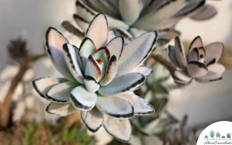 Maceta de Kalanchoe Tomentosa