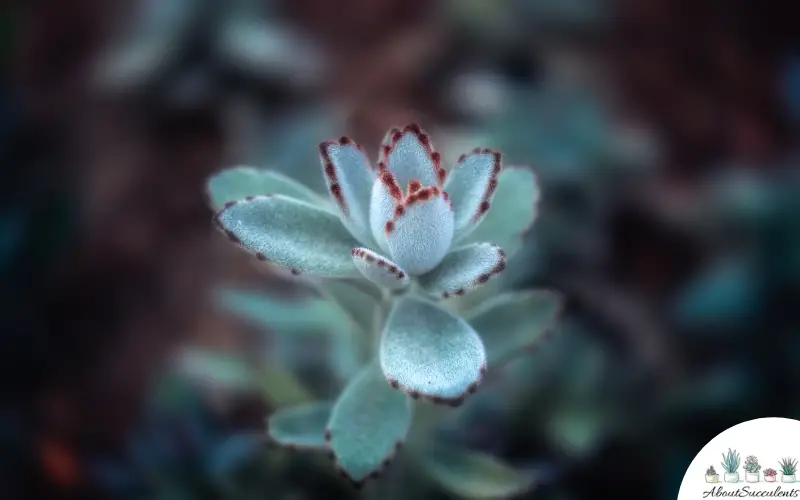 Kalanchoe Tomentosa Sukkulente Pflanze