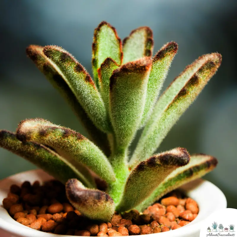 Kalanchoe Tomentosa succulenta