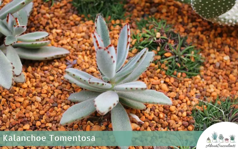 Kalanchoe Tomentosa