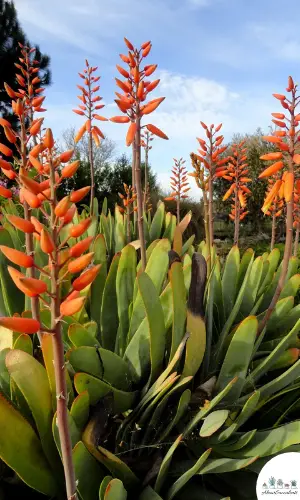 Kumara Plicatilis cuidado y crecimiento