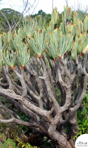 Kumara Plicatilis plants