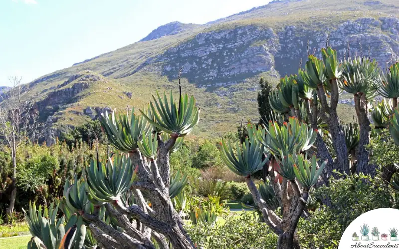 Kumara Plicatilis Sukkulente Pflanzen