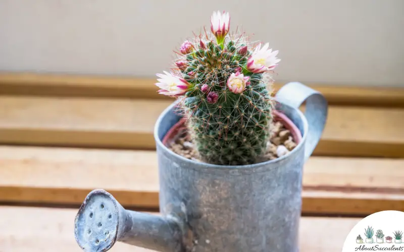 Plantas de Mammillaria Elongata